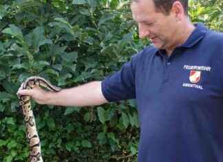 Hund entdeckt exotische Riesenschlange in Kärnten news-29072024-025254