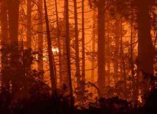 Ursachen und Auswirkungen von Waldbränden in Kalifornien: Eine Analyse news-29072024-031641