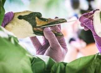 Gefährlichkeit der Vogelgrippe: Menschliche Infektionsgefahr begrenzt news-08082024-090107