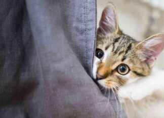 Weltkatzentag: Beliebtes Haustier der Deutschen oft missverstanden news-08082024-090138