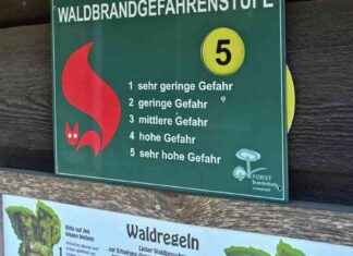 Waldbrandgefahr in Brandenburg: Feuerbedrohung steigt news-12082024-112655