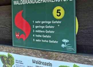 Waldbrandgefahr in Brandenburg: Tipps zur Prävention und Sicherheit news-12082024-112752