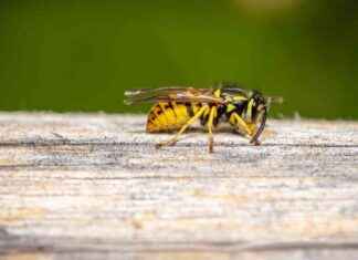Sparen Sie 25%: Wespenfalle für nur 15 Euro – Die besten Garten-Deals am Montag news-12082024-173208