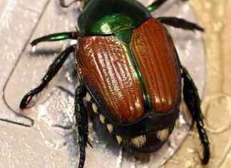 Japankäfer in Bayern: Große Schäden möglich news-13082024-174156