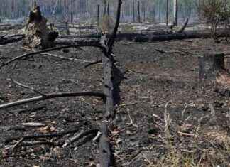 Waldbrände: Munitionsbelastete Waldfläche bei Jüterbog in Brand – Aktuelle Situation und Maßnahmen news-16082024-174846