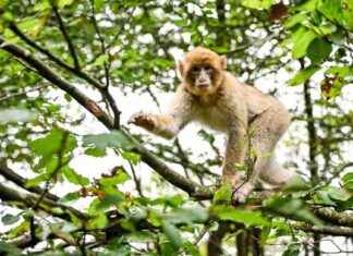 Affenberg am Bodensee sucht entlaufenes Affenmännchen news-17082024-115702