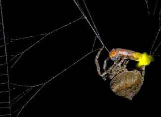 Umwandlung von männlichen zu weiblichen Glühwürmchensignalen durch Spinnen news-20082024-110756