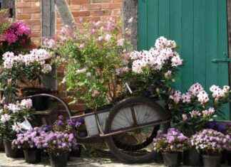 Pflanzenmarkt im August: Warum jetzt die beste Zeit dafür ist news-20082024-231316