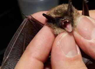 Fledermäuse leiden unter Hitzewelle: Ursachen und Lösungen news-22082024-044638