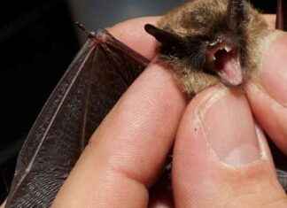 Auswirkungen der Hitze auf Fledermäuse in Deutschland news-22082024-044841