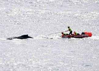 Junge Buckelwal Rettung in Sydney Hafen news-23082024-115030