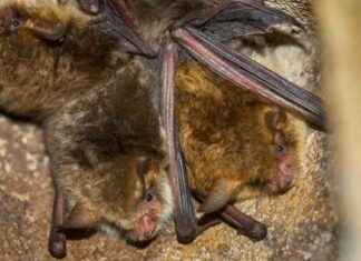 Die Kommunikation von Fledermäusen: Was sie wirklich sagen. news-24082024-120621