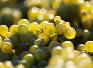 Weinlese auf Schloss Wackerbarth: Start der Weinbau-Saison in Radebeul news-27082024-122141