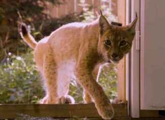 Zwei neue Luchse im Thüringer Wald: Vreni und Kilian finden ein neues Zuhause news-28082024-002418