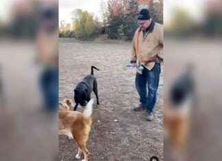 Anti-Walz-Kampagne in US-Wahlkampf: Die Wahrheit über seinen Hund news-28082024-123649