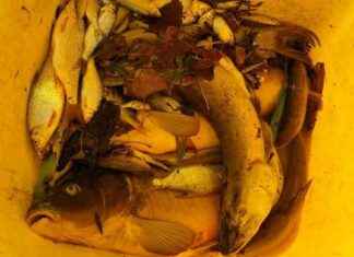 Anglersee in Steinbach: Fischsterben durch Sauerstoffmangel news-31082024-005132
