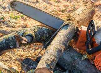 Baumfällungen in Berlin-Hermsdorf: Kontroverse um 100 Jahre alte Linden news-05092024-131829