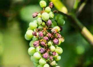 Reben in der Hitze: Neue Weingeschmacksrichtungen durch Klimawandel? news-10092024-072014