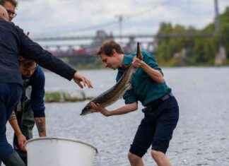 Wiederansiedlung von Stören in der Elbe: Umweltschutz und Nachhaltigkeit in Deutschland news-13092024-174452