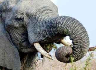 Fressverhalten von Elefanten: Rechts- oder Linksrüssler? news-16092024-201936