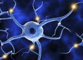 Erin Schuman erhält den Körber-Preis für ihre herausragende Forschung news-20092024-080921