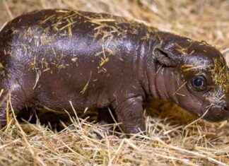 Warum wir uns von Tierbabys so verzaubern lassen news-20092024-164116