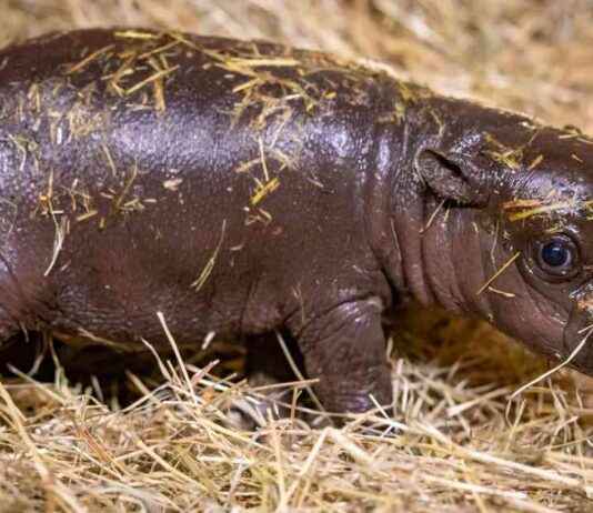 Warum wir uns von Tierbabys so verzaubern lassen news-20092024-164116