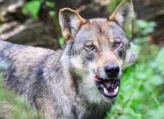 Toter Wolf in Lauchhammer: Umweltexperten untersuchen den Vorfall news-23092024-163751