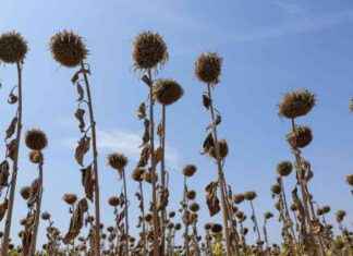 Vertrauen in Klimaforschung steigt: Wissenschaftsbarometer zeigt aktuelle Trends news-06112024-041351