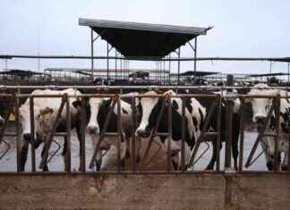 Kalifornien: Vogelgrippe-Notlage bedroht Hunderte Kuhherden kalifornien-vogelgrippe-notlage-bedroht-hunderte-kuhherden