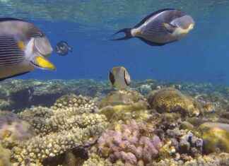 Nexus und transformativer Wandel: Neue Berichte des Weltbiodiversitätsrats nexus-und-transformativer-wandel-neue-berichte-des-weltbiodiversittsrats