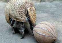 Gürteltier: Zootier des Jahres 2025 grteltier-zootier-des-jahres-2025