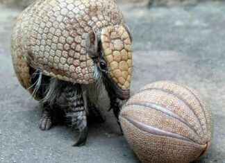 Gürteltier: Zootier des Jahres 2025 grteltier-zootier-des-jahres-2025