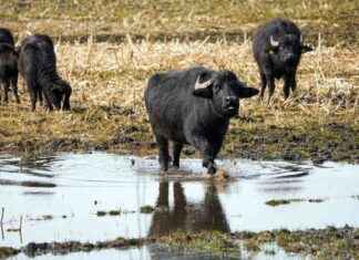 Wasserbüffel in Brandenburg von Maul- und Klauenseuche betroffen wasserbffel-in-brandenburg-von-maul-und-klauenseuche-betroffen
