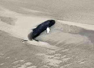 Toter Wal entdeckt südöstlich von Wangerooge toter-wal-entdeckt-sdstlich-von-wangerooge