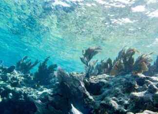 Meere auf Rekordtemperatur: Die steigende Wärme der Ozeane meere-auf-rekordtemperatur-die-steigende-wrme-der-ozeane