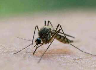 Effektive Kombisprays gegen Mücken und Zecken – Testergebnisse und Empfehlungen effektive-kombisprays-gegen-mcken-und-zecken-testergebnisse-und-empfehlungen