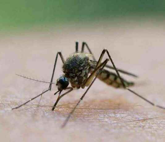 Effektive Kombisprays gegen Mücken und Zecken – Testergebnisse und Empfehlungen effektive-kombisprays-gegen-mcken-und-zecken-testergebnisse-und-empfehlungen