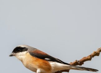 Schach Aufstellung Geheimnisse: So Beherrschst Du Das Spiel!