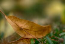 Aufstellungen Teilnehmer Bayer Leverkusen Gegen Mainz – Wer Gewinnt?