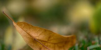 Aufstellungen Teilnehmer Bayer Leverkusen Gegen Mainz – Wer Gewinnt?