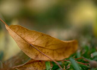 Aufstellungen Teilnehmer Bayer Leverkusen Gegen Mainz – Wer Gewinnt?