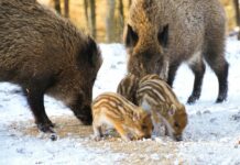 Aufstellungen Teilnehmer Hertha BSC Gegen FC Heidenheim – Wer Gewinnt?