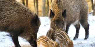 Aufstellungen Teilnehmer Hertha BSC Gegen FC Heidenheim – Wer Gewinnt?
