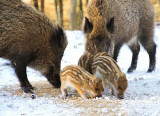 Aufstellungen Teilnehmer Hertha BSC Gegen FC Heidenheim – Wer Gewinnt?