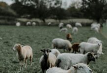 Aufstellungen Teilnehmer Eintracht Braunschweig Gegen Hertha BSC – Wer Gewinnt?