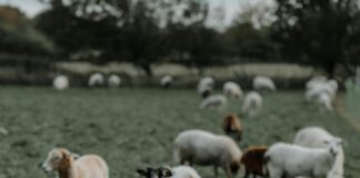 Aufstellungen Teilnehmer Eintracht Braunschweig Gegen Hertha BSC – Wer Gewinnt?