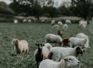 Aufstellungen Teilnehmer Eintracht Braunschweig Gegen Hertha BSC – Wer Gewinnt?