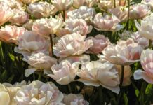 Aufstellungen Teilnehmer Eyüpspor Gegen Göztepe İzmir – Wer Gewinnt?