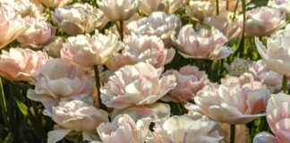 Aufstellungen Teilnehmer Eyüpspor Gegen Göztepe İzmir – Wer Gewinnt?